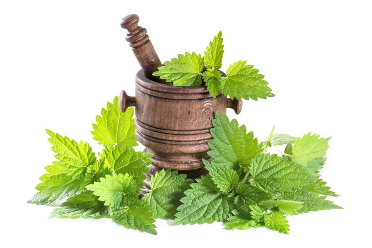 Крапива растение на белом фоне