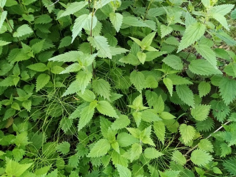 Крапива двудомная в лесу