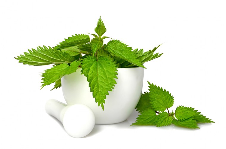 Крапива без фона