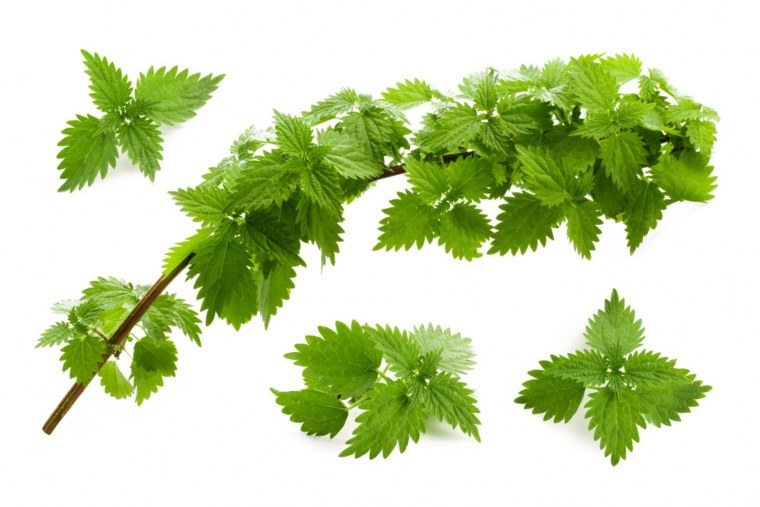 Крапива ветка с листьями