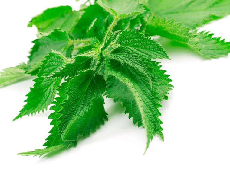 Крапива на белом фоне