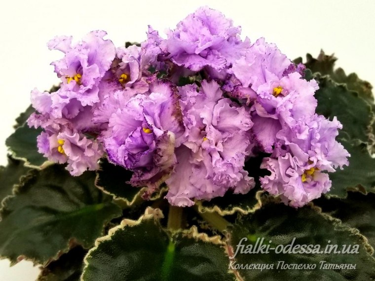 Сенполия ЕК-малиновое пламя