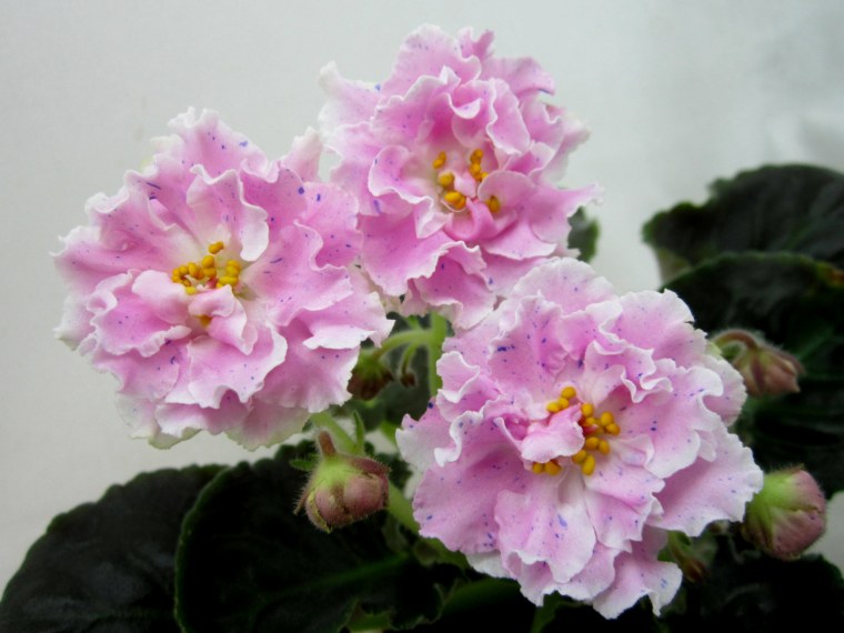 Фиалка бархатный пион