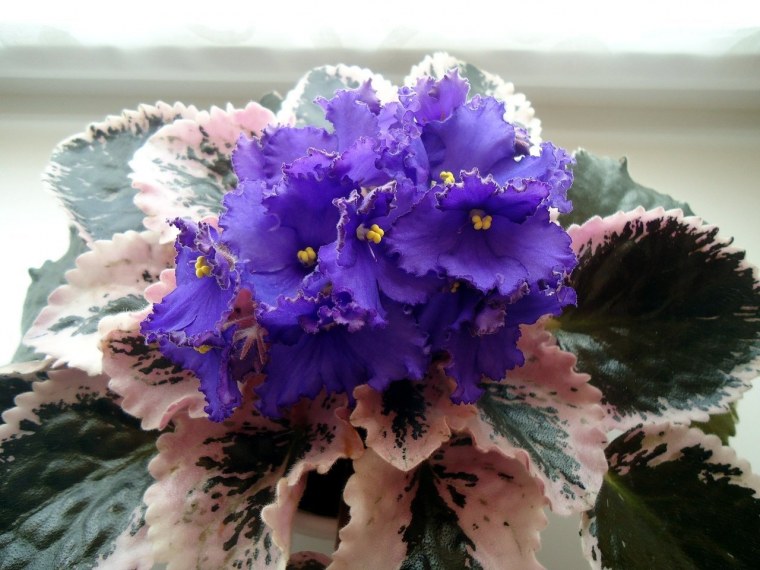 РМ цыганская страсть