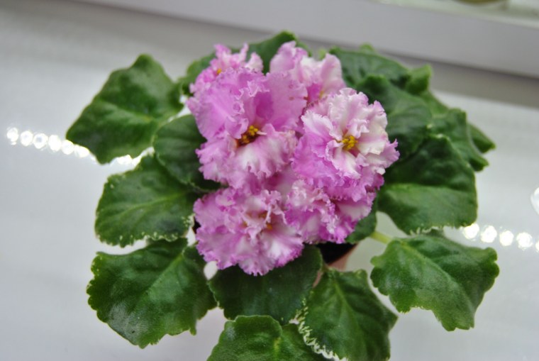 Фиалка сорт Метагалактика