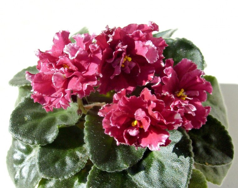 Фиалка Дейзи Гарвей