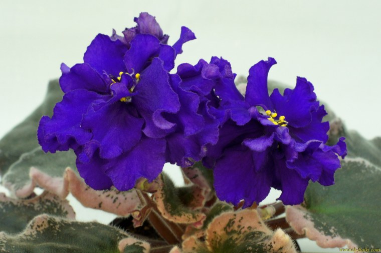 Фиалка бархатный пион Люкс