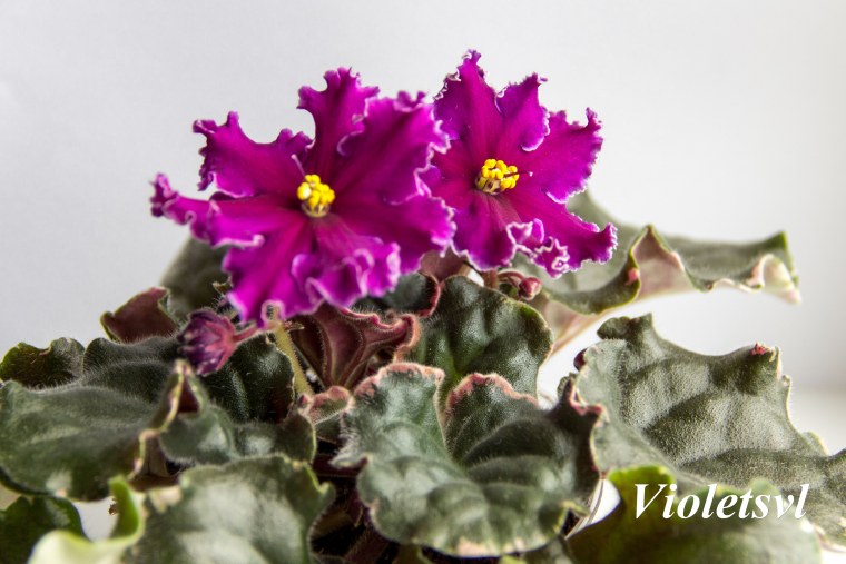 Фиалка Фелисити