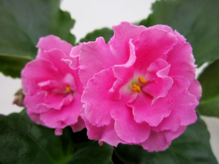 Фиалка Ле марципановая роза