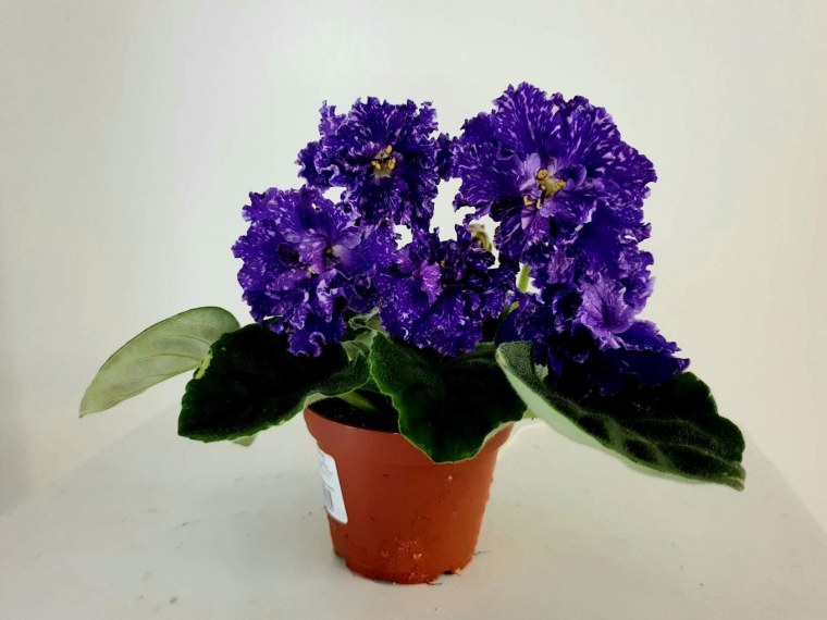 Фиалка Босфор Восточный фото