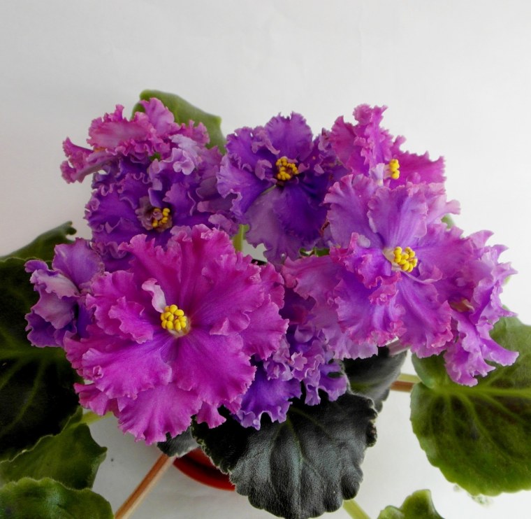 Фиалка Кристалл Сваровски