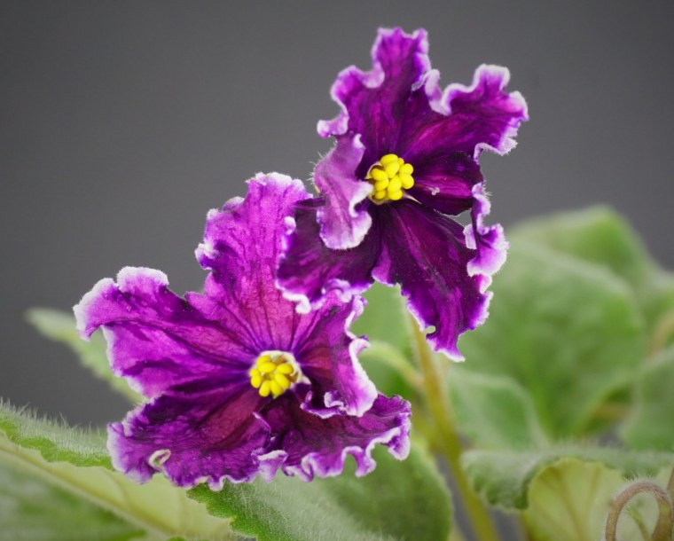 Пересадка фиалки на канале путь фиалки