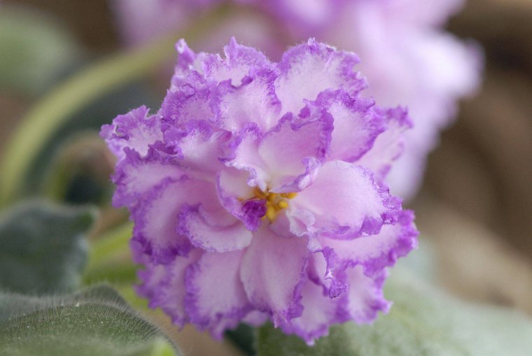 Фиалка Изольда