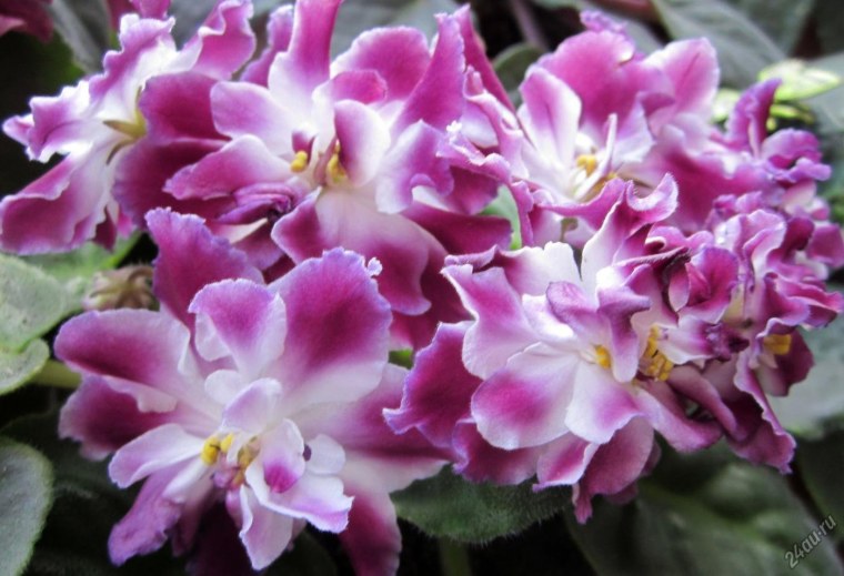 PV контроллер заряда ls1024rp