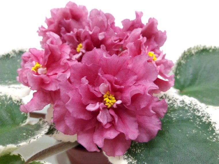 Сорт фиалки Столичная штучка