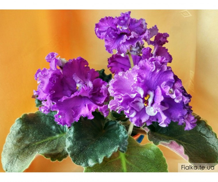 Фиалка мраморная роза