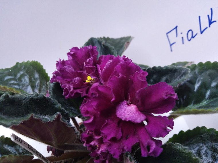 Фиалка Ле Суламифь