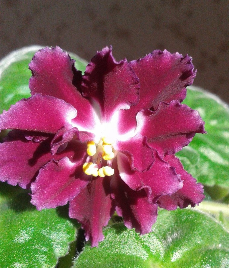 Нд-бархатный пион Люкс