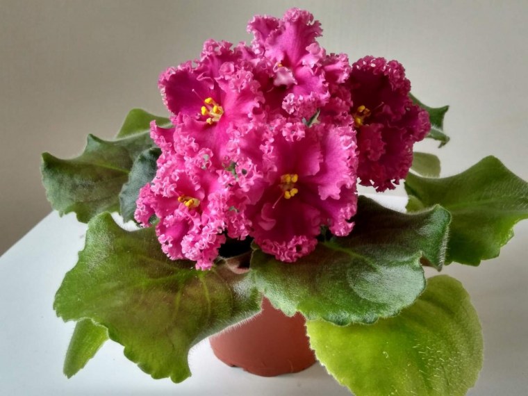 Фиалка нд Ирма- 180