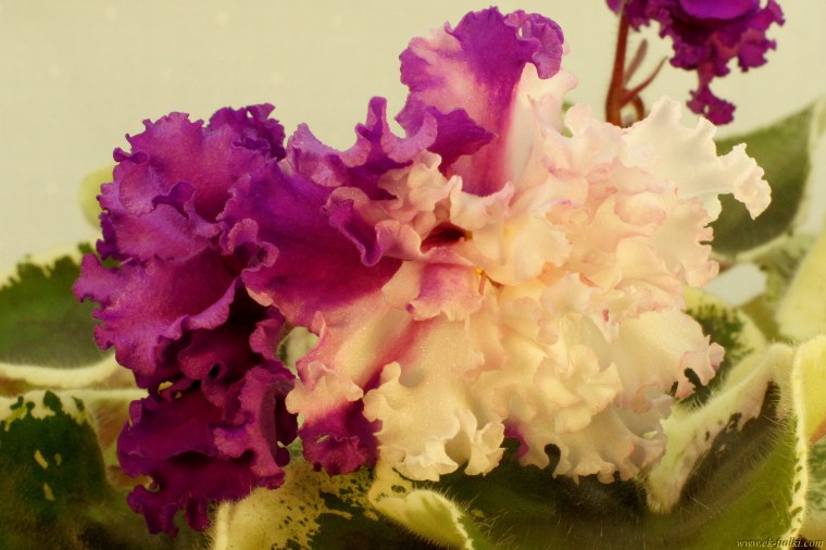 Устинова Александра- селекция фиалок