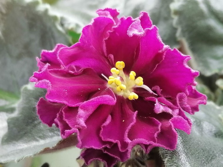 Фиалка нд роза Востока