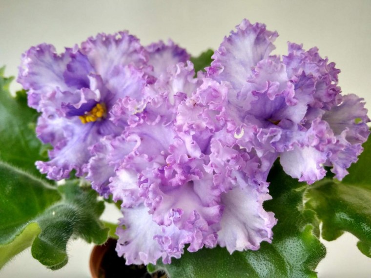 Фиалка Африкан Несс