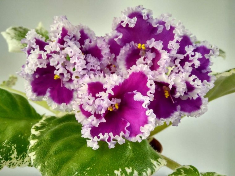 Карнивал конфетти фиалка