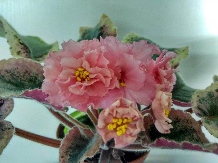 Фиалка Морев лезгинка