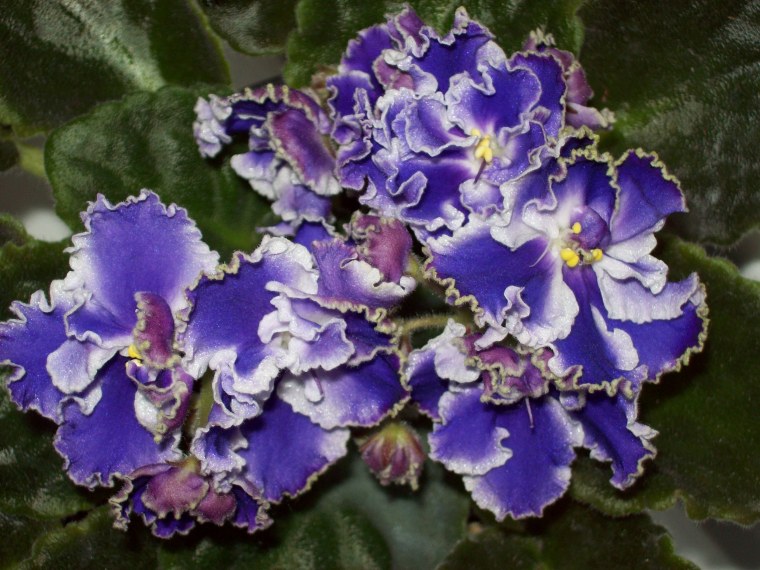 Фиалка волны Азова