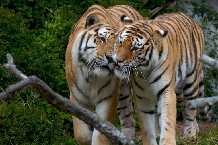 Влюбленные тигры