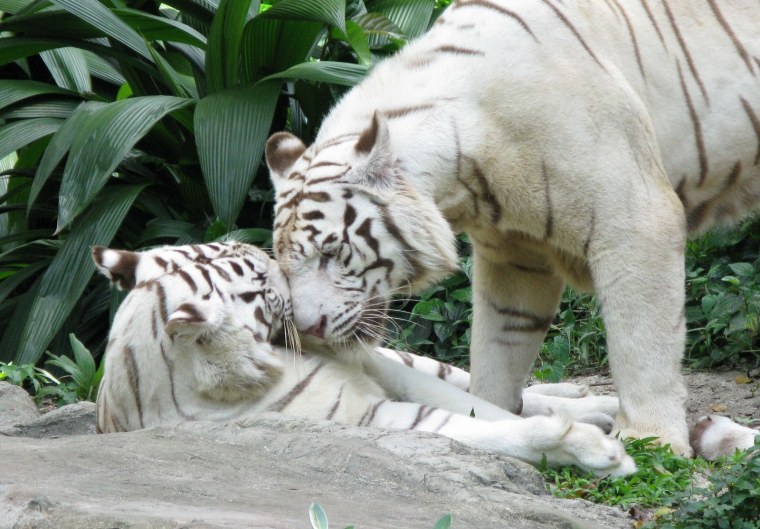 Смешной тигр