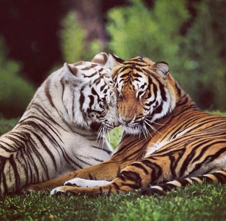 Картина влюбленные тигры