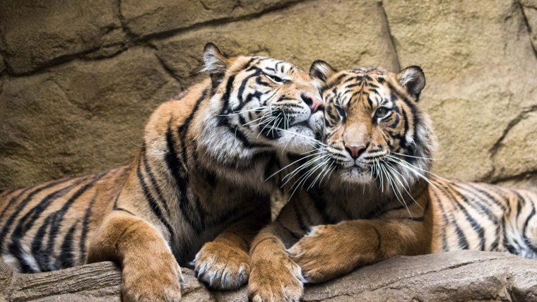 Тигр и тигрица