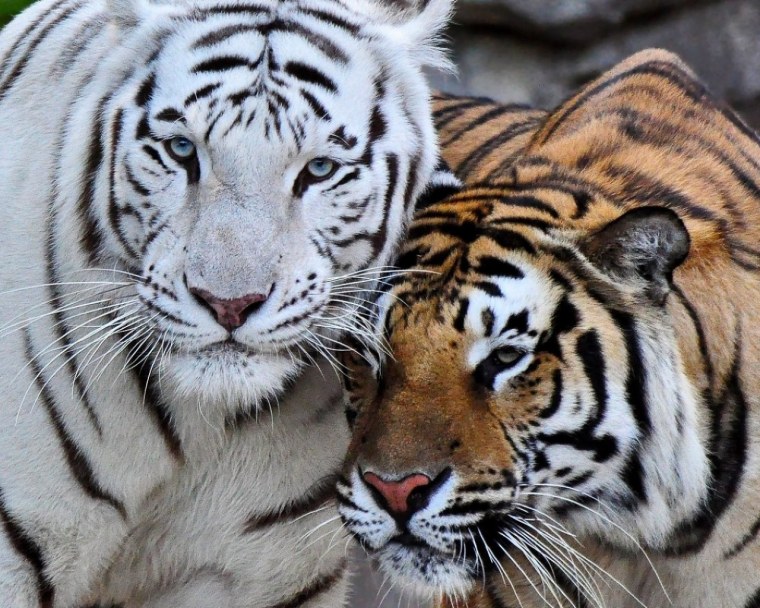 Пара тигров