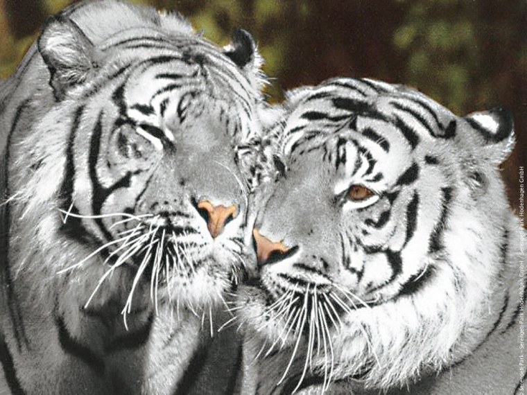 Амурский тигр и Амурский тигр любовь