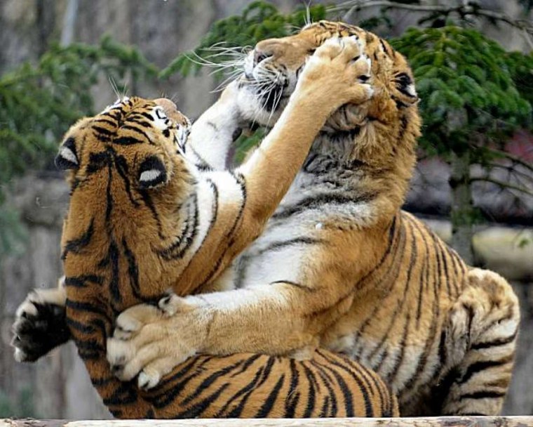 Тигр и тигрица