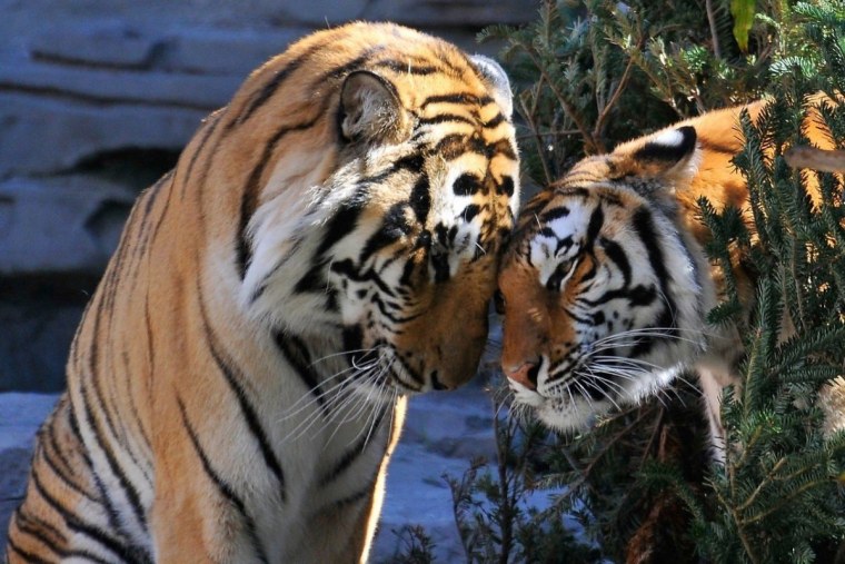 Тигры любовь