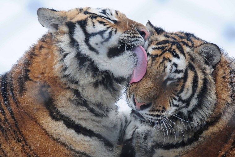 Влюбленные тигры