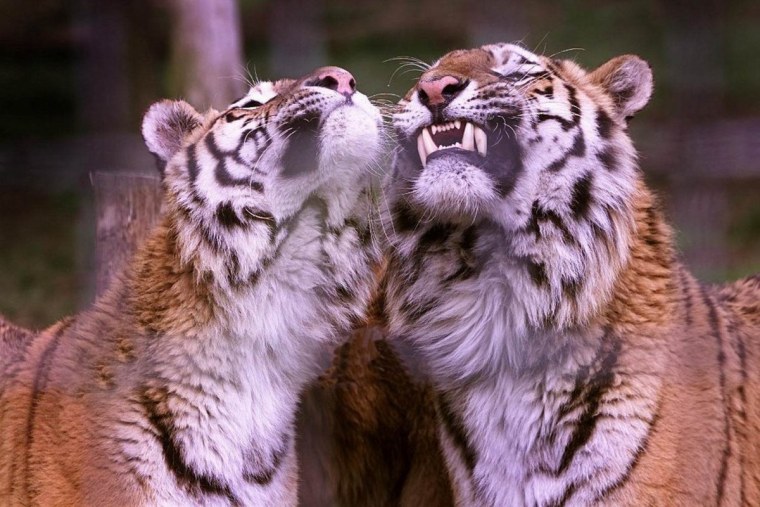 Ласковый тигр