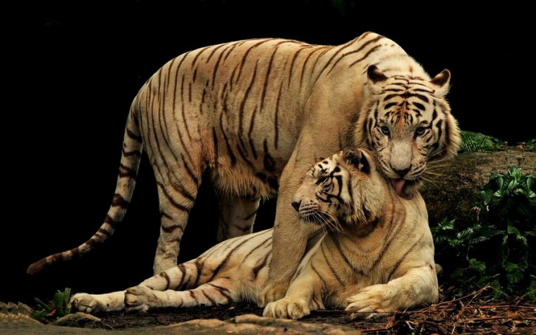 Белый тигр с тигрицей