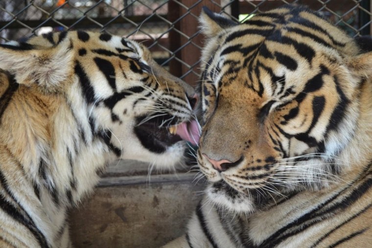 Амурский тигр и Амурский тигр любовь