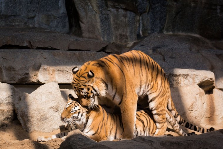 Тигр и тигрица