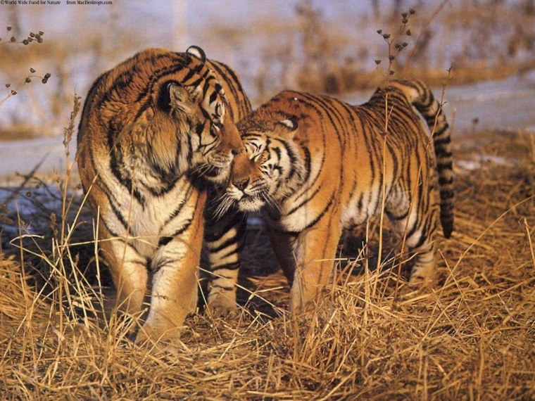 Нежность тигров