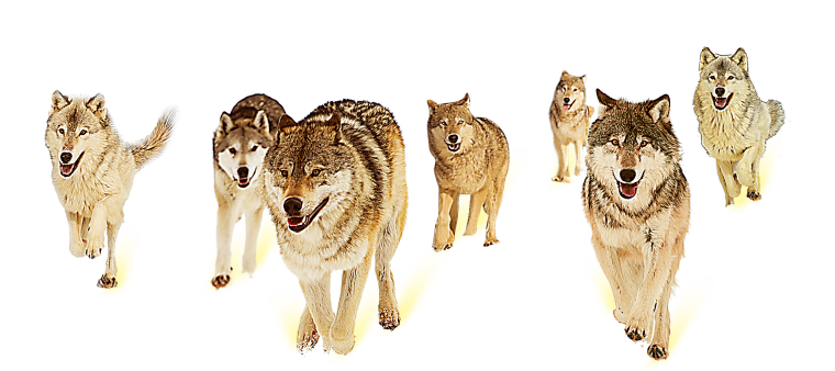 Силуэт волка воющего на луну