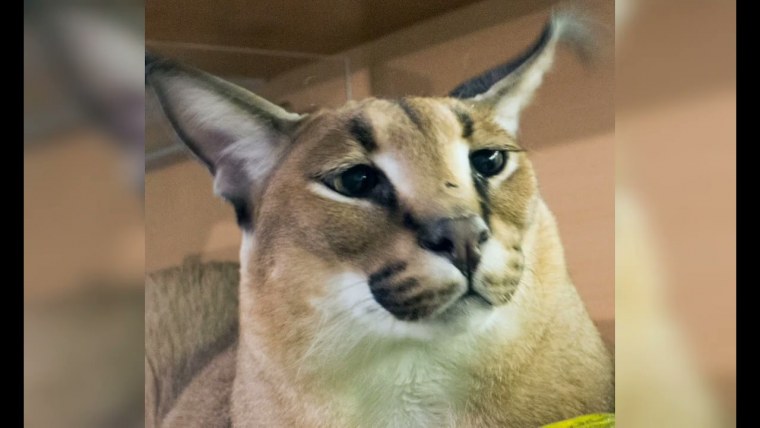 Каракал Гоша Мем без ушей