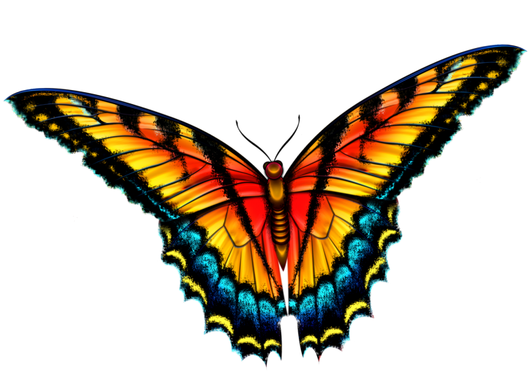 Бабочка рисунок
