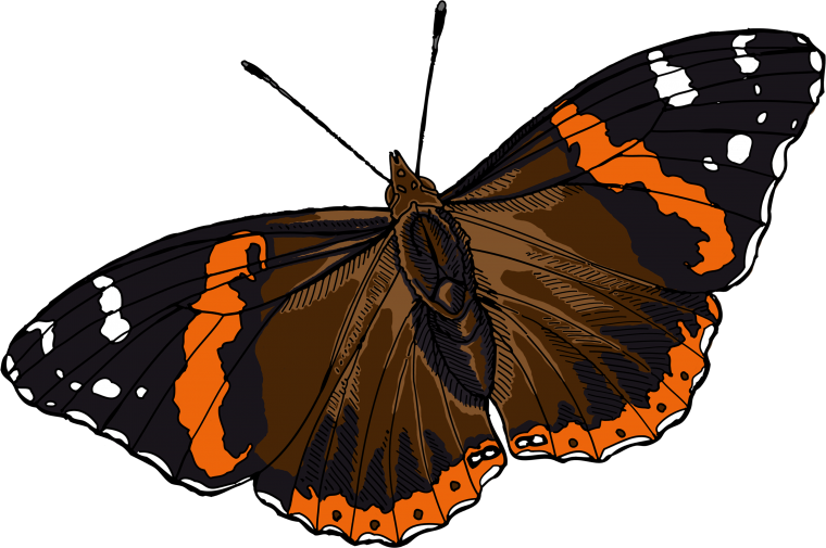 Махаон на белом фоне