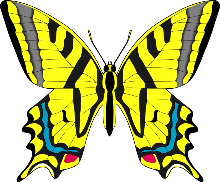 Бабочка Махаон вектор