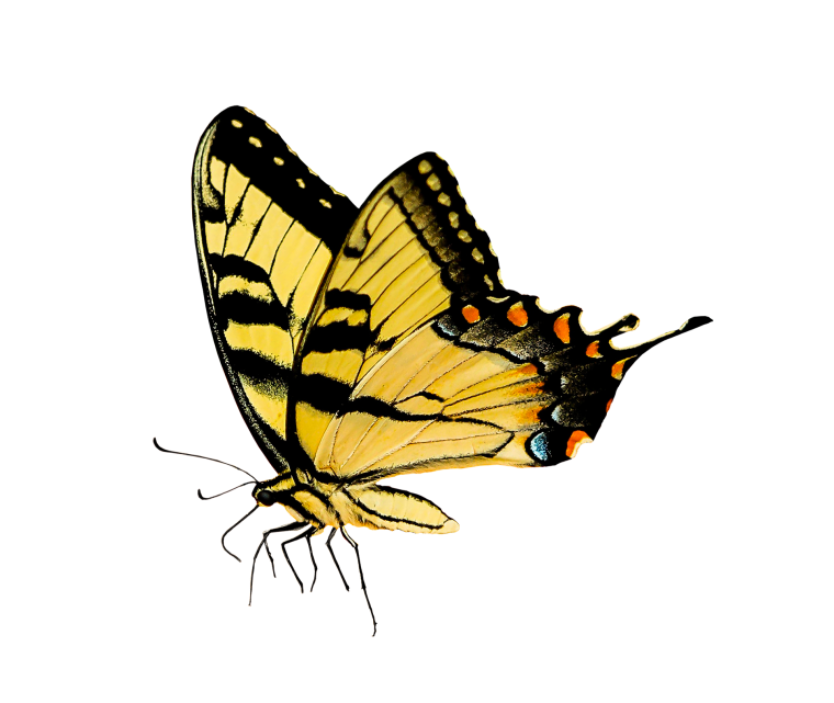 Махаон (бабочка)