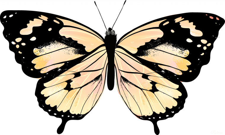 Бабочки оранжевые для печати